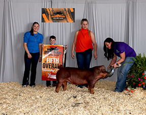 5th Overall Gilt
2025 Orange Ribbon Livestock Classic